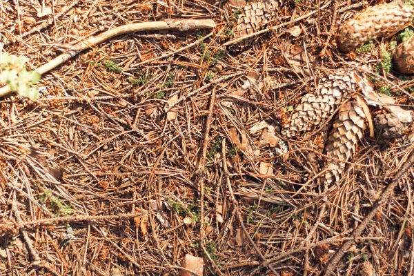 Cost of Pine Needles Removal in Auburn