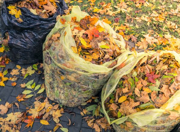 Yard Cleanup Service in Auburn