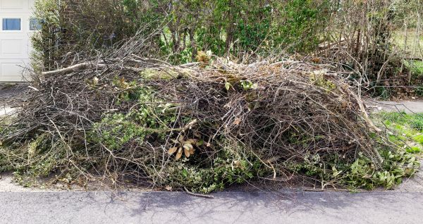 Tree Limb Cleanup in Auburn
