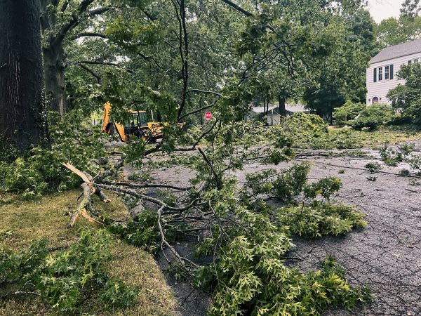 Tree Branch Disposal in Auburn