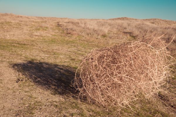 Tumbleweed Removal in Auburn