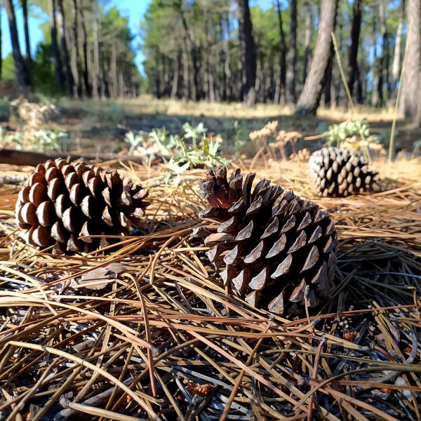 Cost of Pine Cone Removal in Auburn