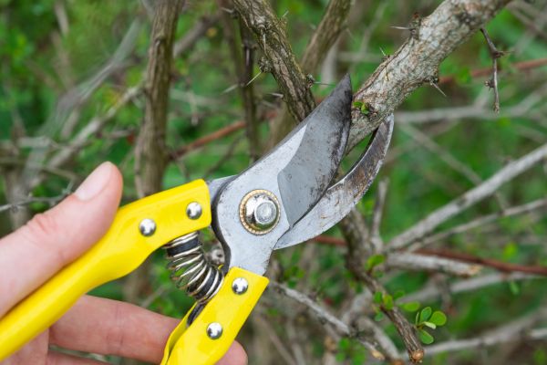 Limbs Removal in Auburn
