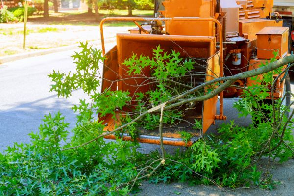 Tree Branches Removal in Auburn