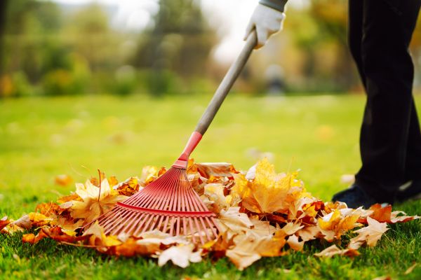 Cost of Ditch Leaf Removal in Auburn