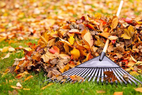 Yard Leaf Removal in Auburn