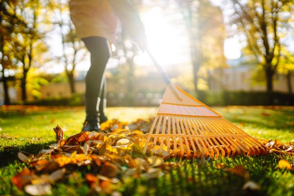 Leaves Raking in Auburn