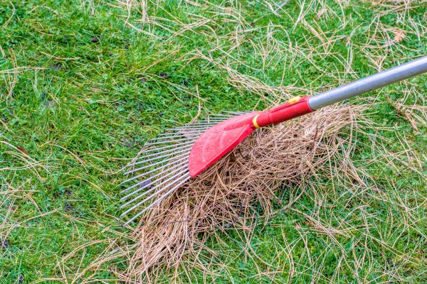 Yard Raking in Auburn