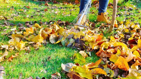 Lawn Cleanup Service in Auburn