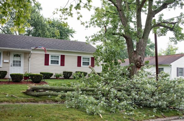 Fallen Branch Removal in Auburn