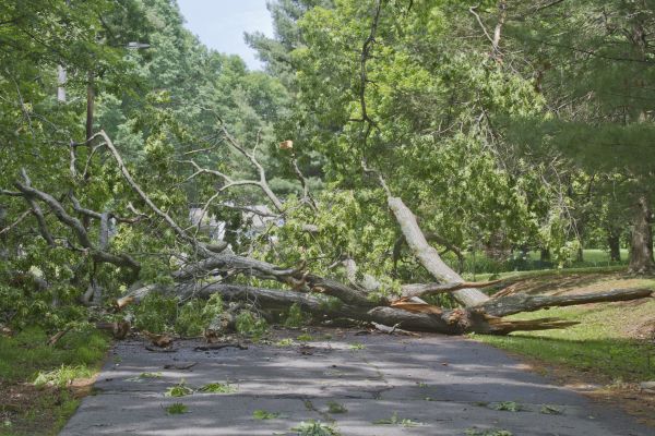 Tree Debris Removal in Auburn